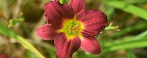 Preview wallpaper daylily, flower, petals, purple