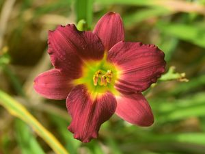 Preview wallpaper daylily, flower, petals, purple