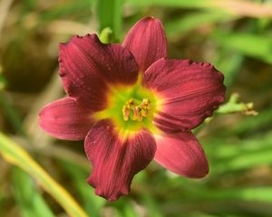 Preview wallpaper daylily, flower, petals, purple