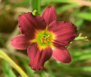 Preview wallpaper daylily, flower, petals, purple