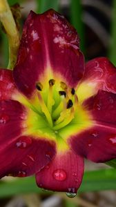 Preview wallpaper daylily, flower, petals, macro, drops