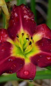 Preview wallpaper daylily, flower, petals, macro, drops