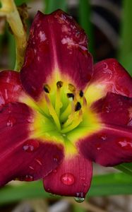 Preview wallpaper daylily, flower, petals, macro, drops