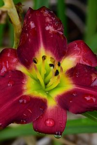 Preview wallpaper daylily, flower, petals, macro, drops