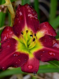 Preview wallpaper daylily, flower, petals, macro, drops