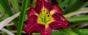 Preview wallpaper daylily, flower, petals, macro, drops