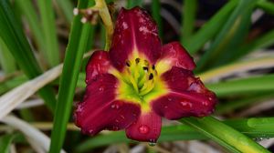 Preview wallpaper daylily, flower, petals, macro, drops