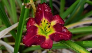 Preview wallpaper daylily, flower, petals, macro, drops