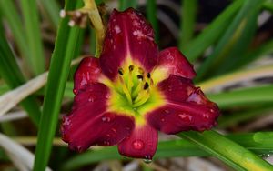 Preview wallpaper daylily, flower, petals, macro, drops