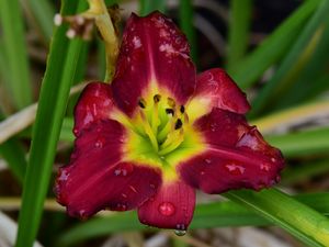 Preview wallpaper daylily, flower, petals, macro, drops