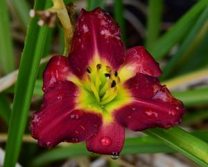 Preview wallpaper daylily, flower, petals, macro, drops