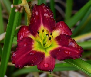 Preview wallpaper daylily, flower, petals, macro, drops