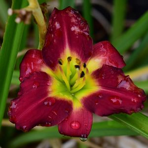 Preview wallpaper daylily, flower, petals, macro, drops