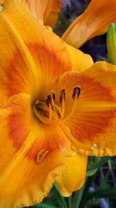 Preview wallpaper daylily, flower, petals, macro, buds, orange