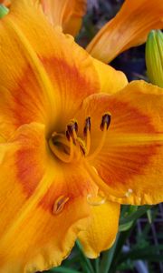 Preview wallpaper daylily, flower, petals, macro, buds, orange
