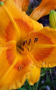 Preview wallpaper daylily, flower, petals, macro, buds, orange