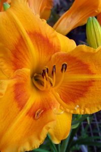 Preview wallpaper daylily, flower, petals, macro, buds, orange