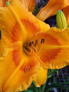 Preview wallpaper daylily, flower, petals, macro, buds, orange