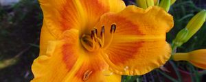 Preview wallpaper daylily, flower, petals, macro, buds, orange