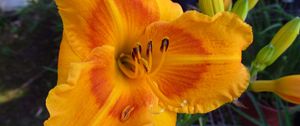 Preview wallpaper daylily, flower, petals, macro, buds, orange