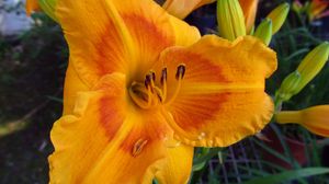 Preview wallpaper daylily, flower, petals, macro, buds, orange