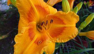 Preview wallpaper daylily, flower, petals, macro, buds, orange