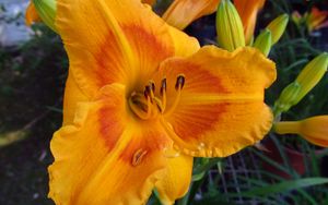 Preview wallpaper daylily, flower, petals, macro, buds, orange