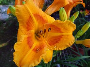 Preview wallpaper daylily, flower, petals, macro, buds, orange