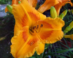 Preview wallpaper daylily, flower, petals, macro, buds, orange