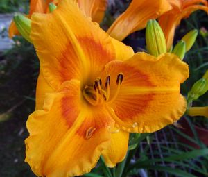Preview wallpaper daylily, flower, petals, macro, buds, orange