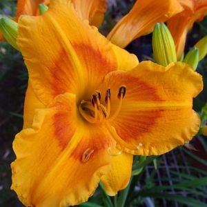 Preview wallpaper daylily, flower, petals, macro, buds, orange