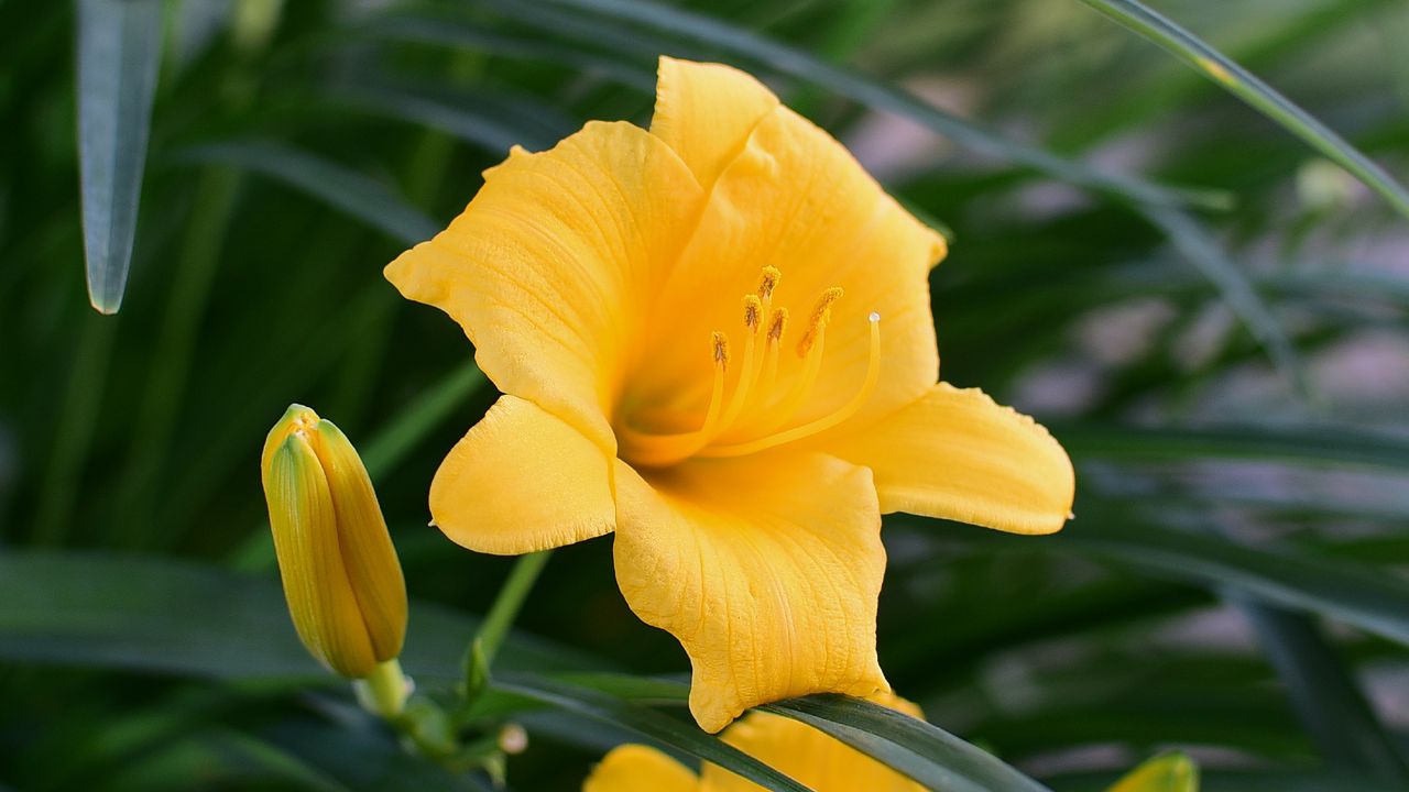 Wallpaper daylily, flower, pollen, macro, yellow