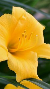 Preview wallpaper daylily, flower, pollen, macro, yellow