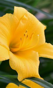 Preview wallpaper daylily, flower, pollen, macro, yellow