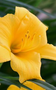 Preview wallpaper daylily, flower, pollen, macro, yellow