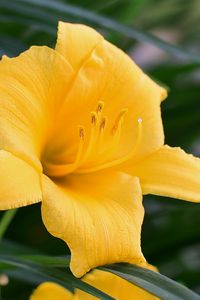 Preview wallpaper daylily, flower, pollen, macro, yellow