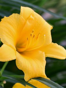 Preview wallpaper daylily, flower, pollen, macro, yellow