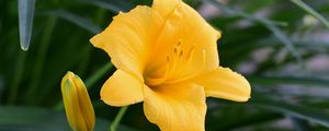 Preview wallpaper daylily, flower, pollen, macro, yellow