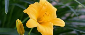 Preview wallpaper daylily, flower, pollen, macro, yellow