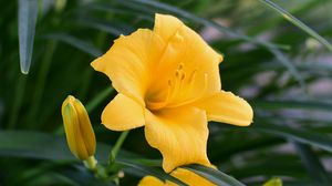 Preview wallpaper daylily, flower, pollen, macro, yellow