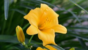 Preview wallpaper daylily, flower, pollen, macro, yellow