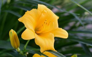 Preview wallpaper daylily, flower, pollen, macro, yellow