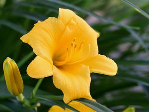 Preview wallpaper daylily, flower, pollen, macro, yellow