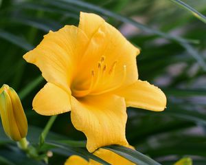 Preview wallpaper daylily, flower, pollen, macro, yellow