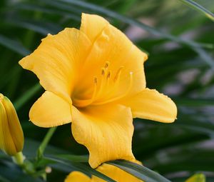 Preview wallpaper daylily, flower, pollen, macro, yellow