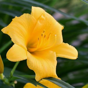 Preview wallpaper daylily, flower, pollen, macro, yellow