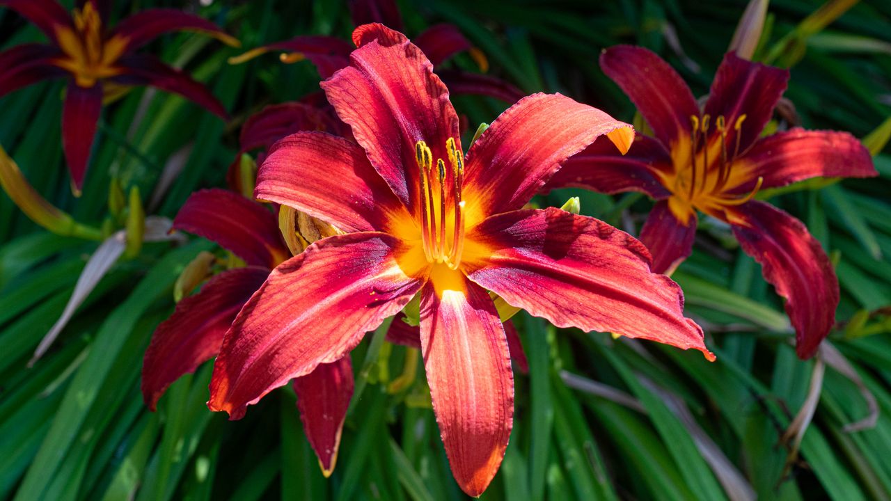Wallpaper daylily, flowers, petals, leaves, plants