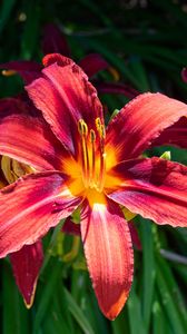 Preview wallpaper daylily, flowers, petals, leaves, plants