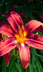 Preview wallpaper daylily, flowers, petals, leaves, plants