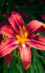 Preview wallpaper daylily, flowers, petals, leaves, plants